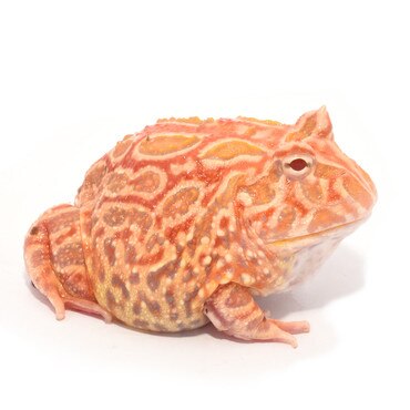 Strawberry Argentinian Horned Frog